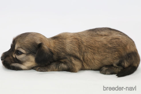 成約済の神奈川県のマルックス:マルチーズ×ミニチュアダックスフンド-300286の4枚目